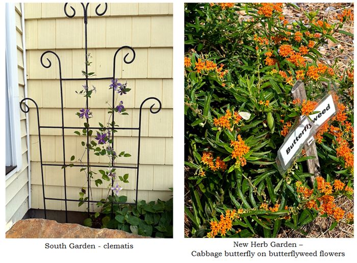 Flowers collage text crop July 2025.jpg