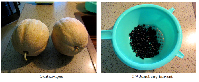 Sunday harvest text crop August 2025.jpg