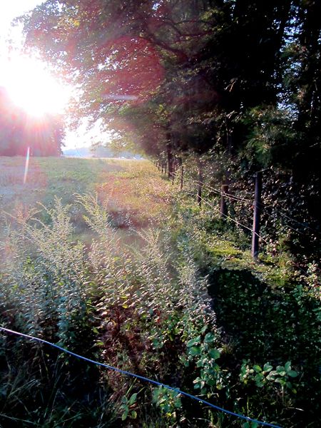 Back 40 fence repair crop August 2025.jpg