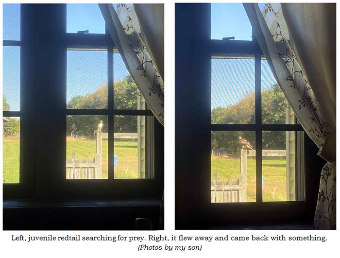 Juvenile redtail collage text crop Oct 2025.jpg