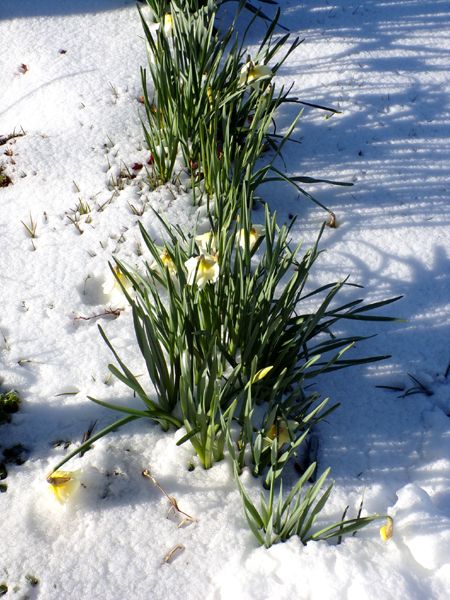 First fence - daffs in snow crop April 2024.jpg