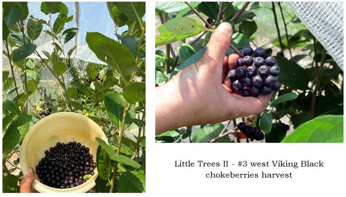 Little Trees II - 3. west Viking black chokeberries collage text crop August 2025.jpg