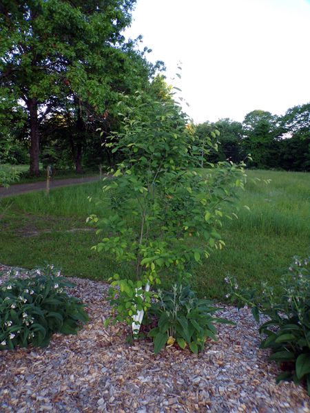 Little trees - 3. Serviceberry crop May 2024.jpg