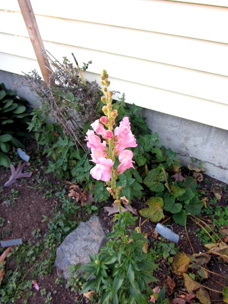 New South - pink snapdragon crop Oct 2024.jpg