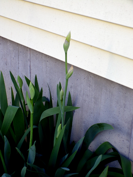 New West - white iris buds crop May 2024.jpg