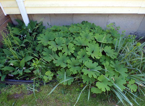 Old North - bloodroot leaves crop May 2024.jpg