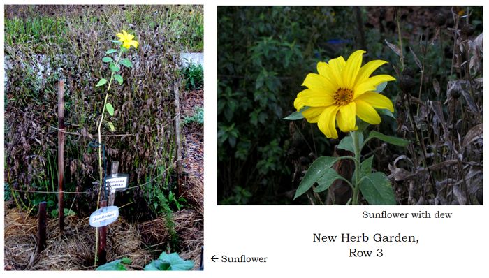 New Herb - Row 3, sunflower collage text crop Sept 2025.jpg