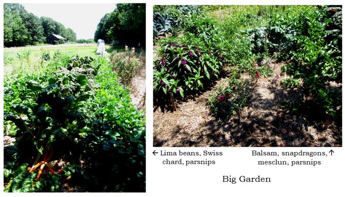 Big garden - collage3 text crop August 2025.jpg
