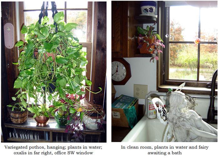House plants collage text crop Oct 2025.jpg