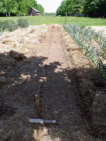 Big garden - lima beans planted crop May 2022.jpg