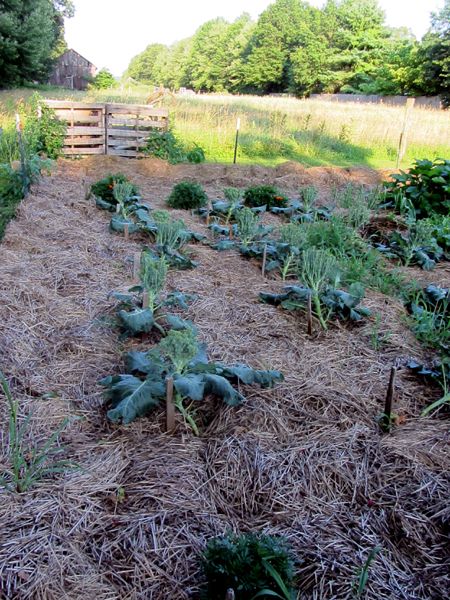 Small garden - brocolli gone by crop July 2025.jpg