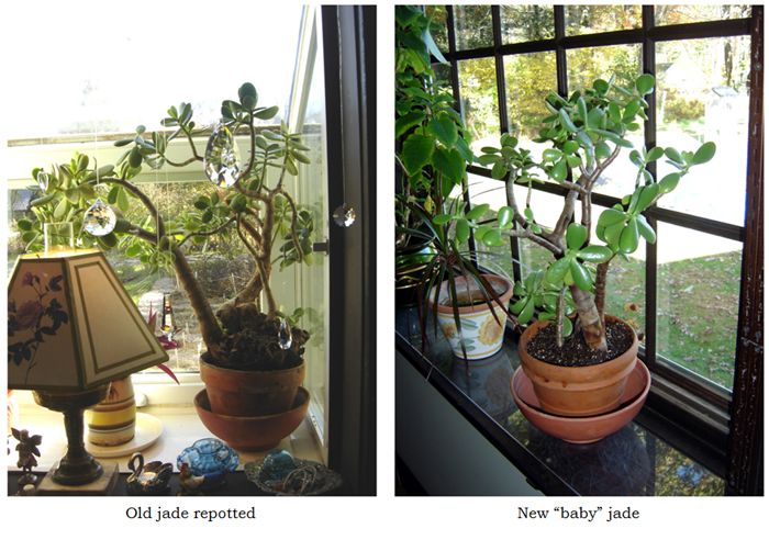 Jades collage text crop Oct 2025.jpg