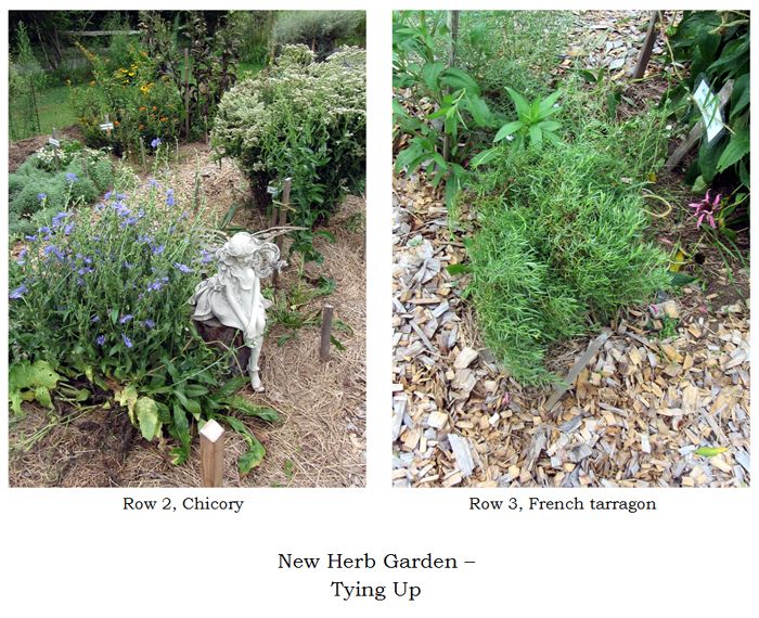 New Herb - tied up collage2 text crop August 2025.jpg