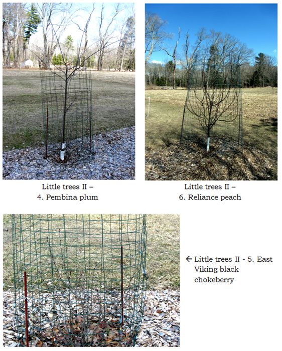 Little trees II - collage2 text crop March 2025.jpg