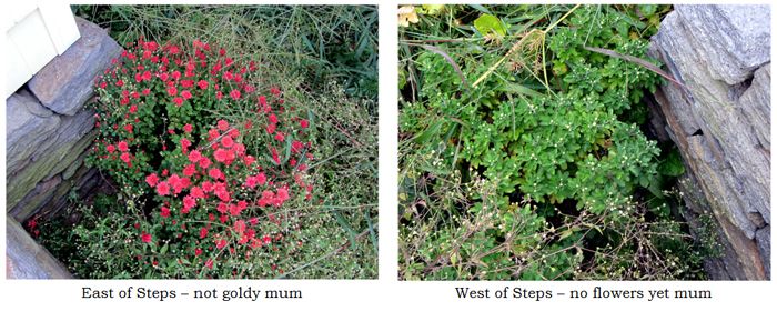 Steps - mums collage text crop Sept 2025.jpg