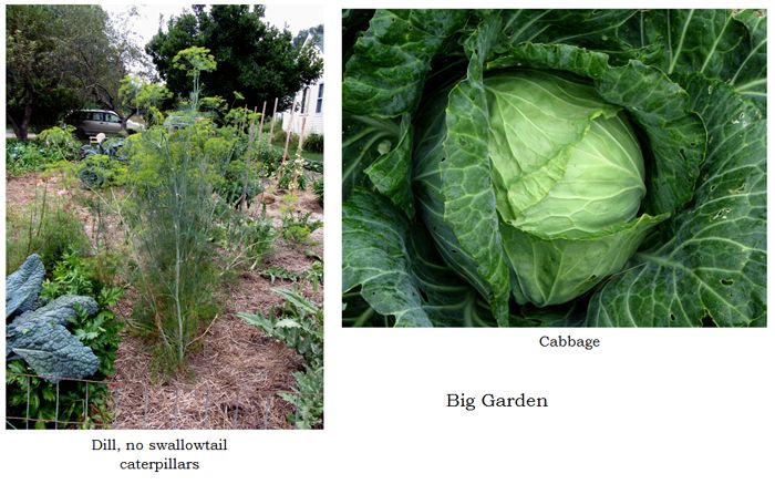 Big garden - final cleaned out collage3 text crop August 2025.jpg