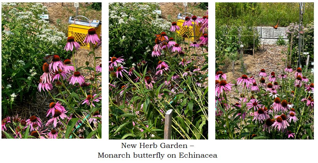 New Herb - monarch on echinacea collage text July 2025.jpg