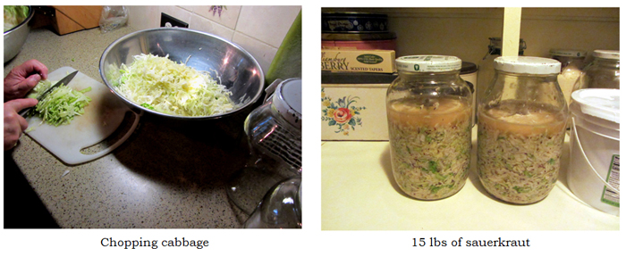 Sauerkraut - chopping cabbage collage text crop Sept 2025.jpg