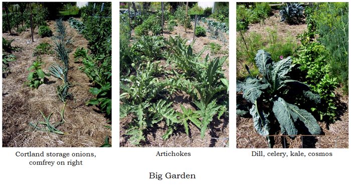 Big garden - collage1 text crop August 2025.jpg