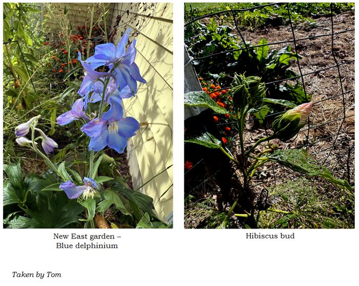 Misc flowers collage6 text crop Sept 2025.jpg
