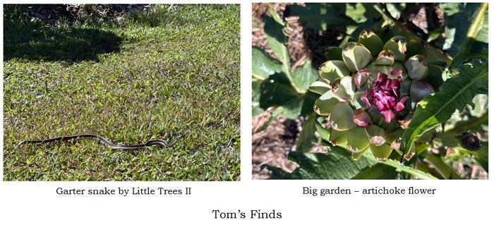 Tom's finds2 collage text crop August 2025.jpg