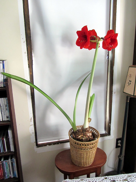 Big amaryllis- flowering again crop July 2025.jpg