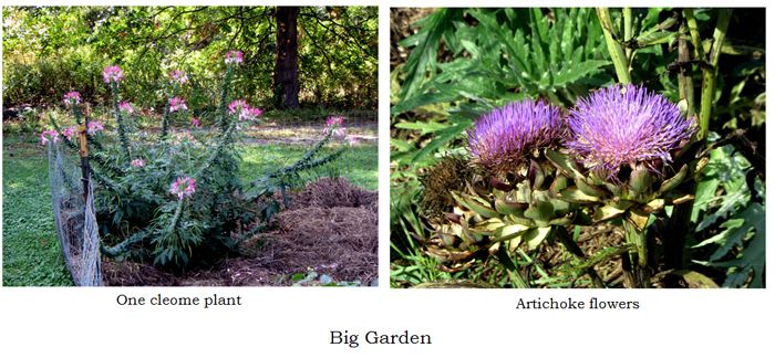 Big garden - flowers collage text crop Sept 2025.jpg