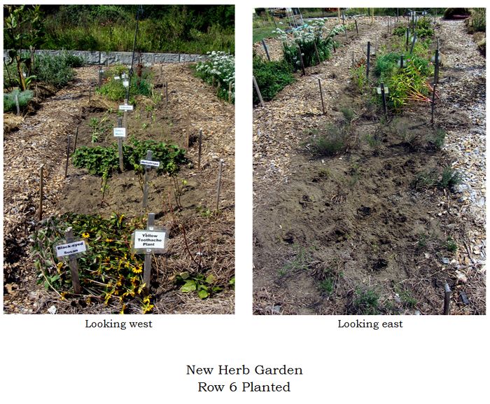 New Herb - Row 6 planted collage text crop Sept 2025.jpg