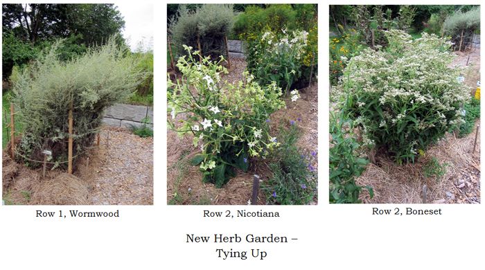 New Herb - tied up collage1 text crop August 2025.jpg