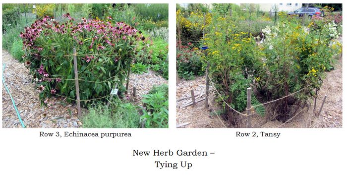 New Herb - tied up collage3 text crop August 2025.jpg