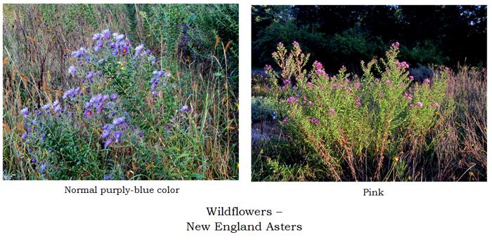 Wildflowers  asters collage text crop Sept 2025.jpg