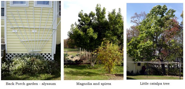 Around the yard collage text crop Oct 2025.jpg