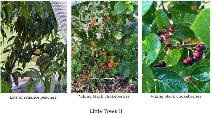 Little Trees II - what's ripening collage text crop July 2025.jpg