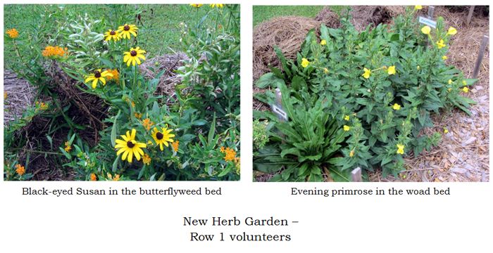 New Herb - Row 1 collage text crop August 2025.jpg