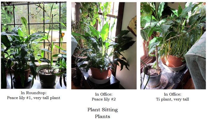 Maria's plants collage2 text crop Sept 2025.jpg