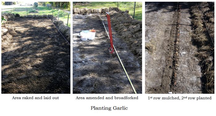 Big garden - planting garlic collage2 text crop Oct 2025.jpg