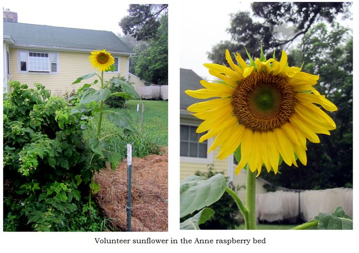 Raspberry sunflower  collage text crop July 2025.jpg