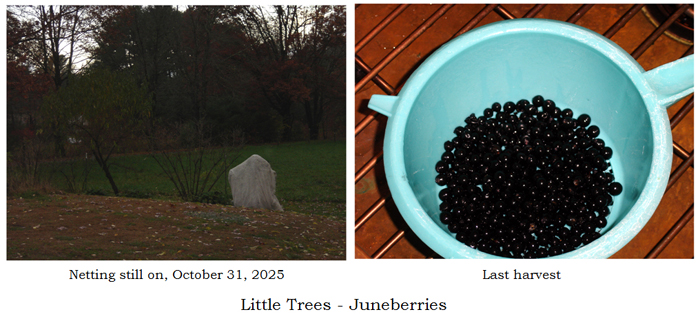 Juneberries - last harvest collage text crop Oct 2025.jpg