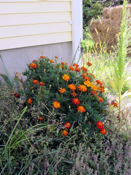 New West - marigold crop August 2025.jpg