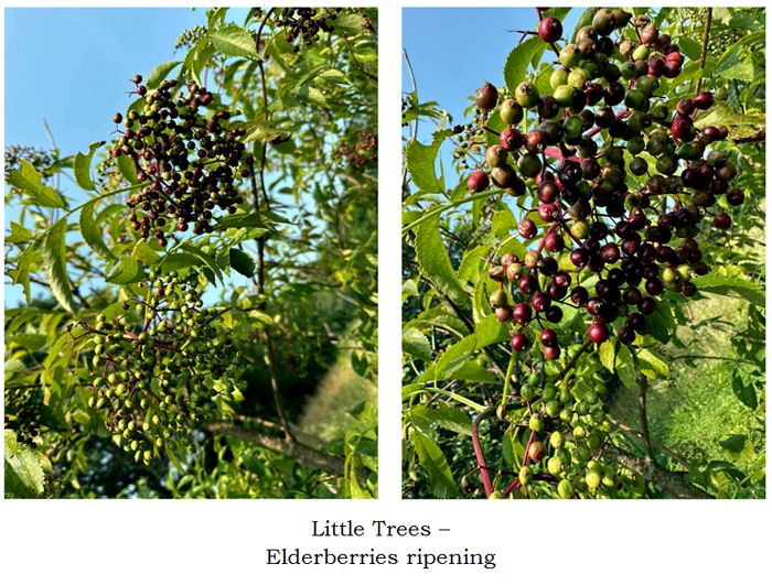 Little Trees - elderberries ripening collage text crop July 2025.jpg