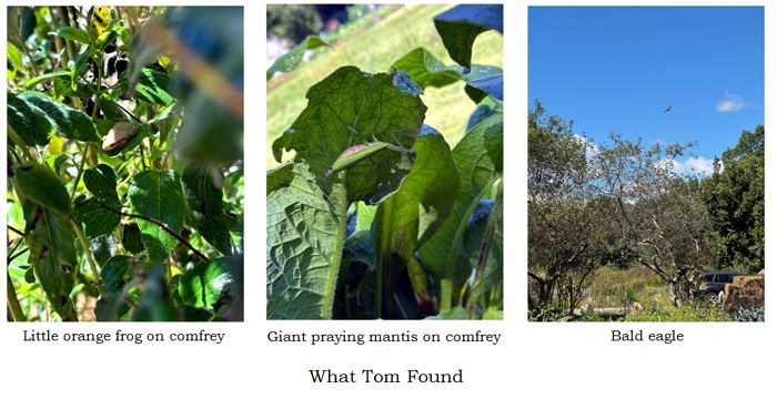 Tom's finds1 collage text crop August 2025.jpg