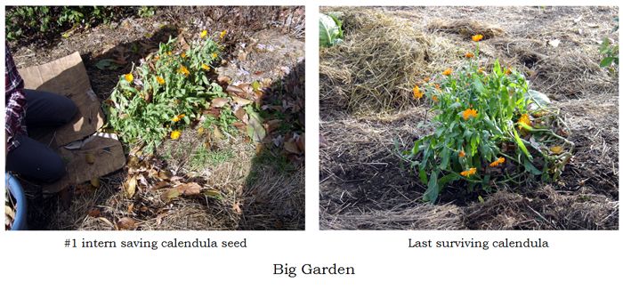 Big garden - calendula collage text crop Nov 2025.jpg