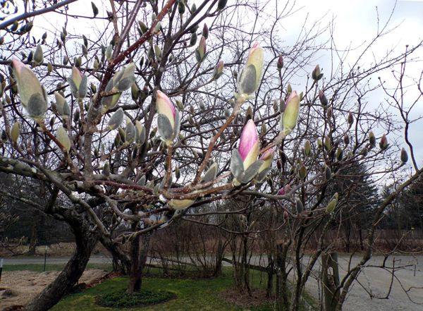 Magnolia buds2 crop April 2024.jpg