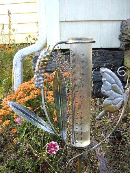 Rain - 1.25 in crop Oct 2025.jpg