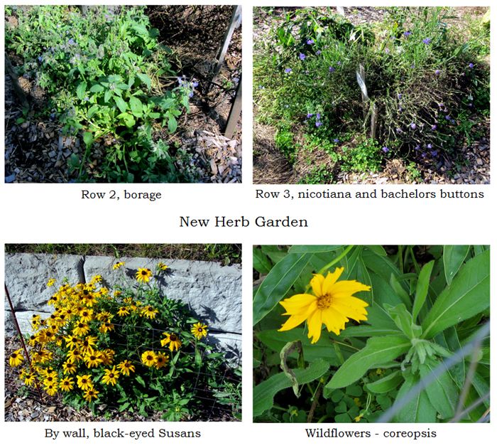 New Herb - flowers collage text crop Sept 2025.jpg