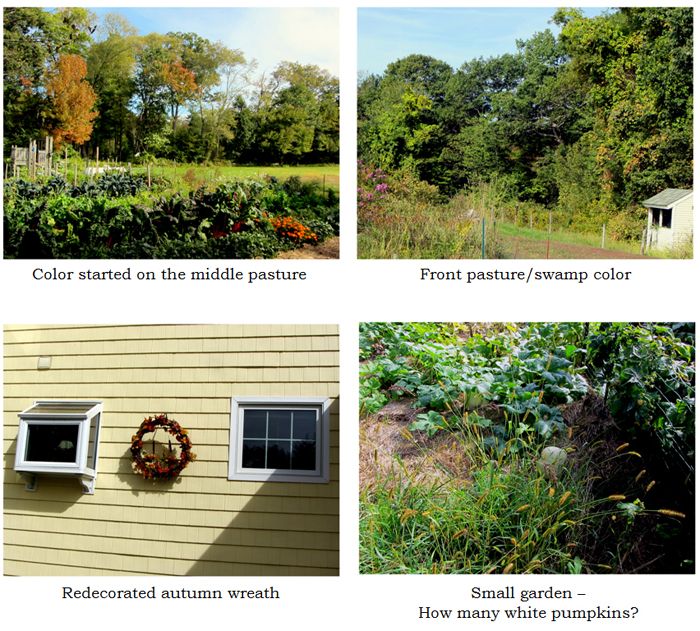Autumn collage text crop Sept 2025.jpg