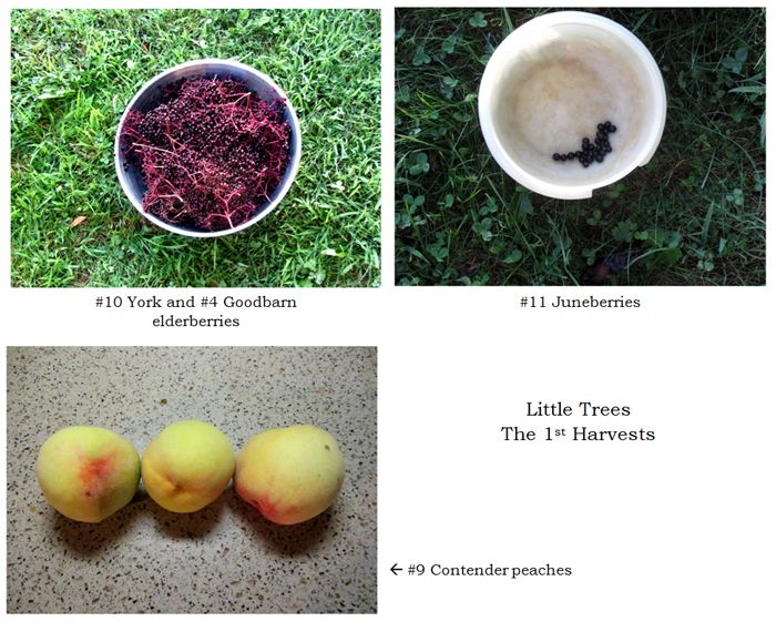 Little Trees - 1st harvests collage text crop August 2025.jpg