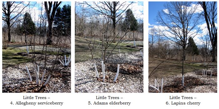 Little Trees - collage2 text crop March 2025.jpg