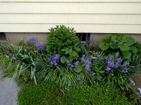South - wood hyacinths crop May 2024.jpg