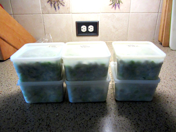 Lima beans - 6 pints crop Sept 2025.jpg